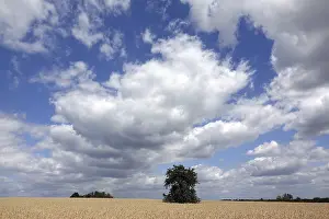 Agricultural Landscape Photography Drucke: Tree in a field