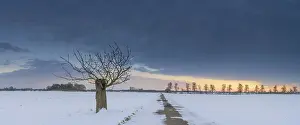 Evening Light Landscape Photo Drucke: Tree on a field path and winter landscape in the evening light