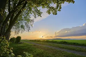 Southern Germany Evening Light Drucke: Tree, field, sunset, spring, twelve peaks view