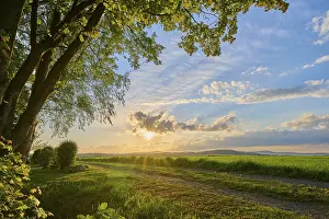Evening Light In Bavaria Drucke: Tree, field, sunset, spring, twelve peaks view