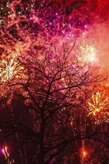 No People Fireworks Display Drucke: Tree fireworks