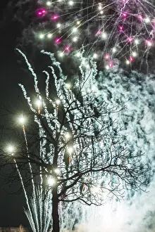 No People Fireworks Display Drucke: Tree fireworks
