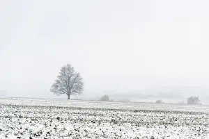 German Federal Republic Winter Scene Drucke: Tree in the first snow, Harz, Thale