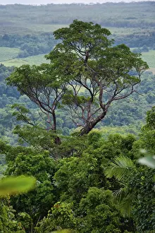 Daintree National Park Drucke: Tree, flora, rainforest, jungle