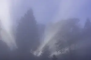 Deserted Tree Landscape Drucke: Tree in fog with backlight, Traunkirchen