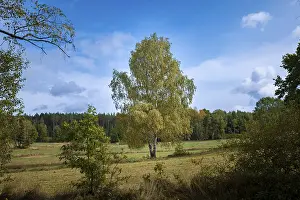 Austrian Countryside Views Drucke: Tree framed by other trees, Blockheide