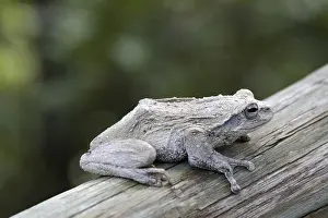 Batrachian Fauna Images Drucke: Tree frog