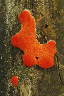 Close View Of Trees Drucke: Tree fungus