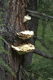 Austrian Nature Drucke: Tree fungus