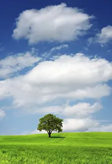 British Countryside Drucke: Tree on green field