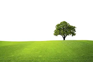 Green Field Drucke: Tree on green field