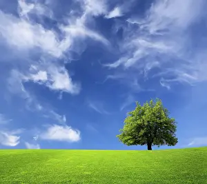 Oak Tree Landscape Drucke: Tree and green field