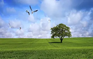 Oak Tree Ecology Drucke: Tree on green meadow
