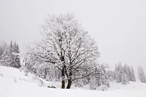 Snowy Mountain Range Drucke: Tree group snowed up after intensive snow fall