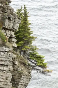 Deserted Cliff Landscape Drucke: Tree growing on high cliff