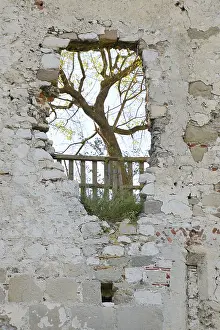 Lower Austria Nature Scenery Drucke: Tree growing on a hole in a wall