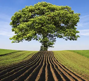 Rural Hill Landscape Drucke: Tree on the hill