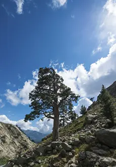 Corsica Mountain Landscape Drucke: Tree on a hillside in the mountains