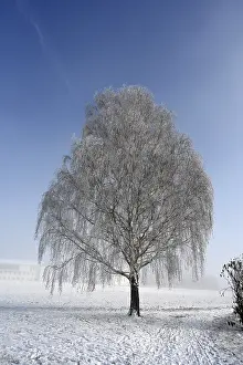 Hoarfrost Tree Drucke: Tree with hoarfrost