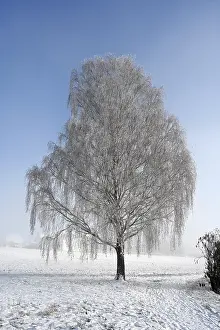Hoarfrost Tree Drucke: Tree with hoarfrost