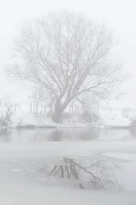 Snowy Tree Landscape Drucke: Tree at icy river