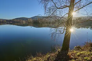 Spessart Forest Scenery Drucke: Tree on lake with sun, Freudenberg am Main