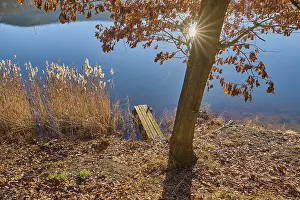 Lower Franconia Landscape Photo Drucke: Tree on lake with sun, Freudenberg am Main