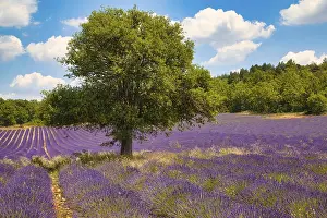 Lavender Field In Provence Drucke: Tree in lavender field, Luberon