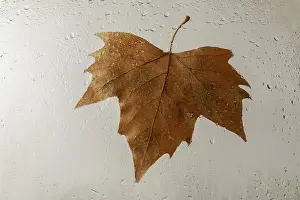 Uninhabited Tree Scene Drucke: Tree leaf stuck on a rain-dampened window pane