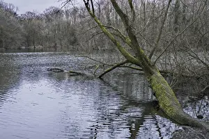 Gerahmter Druck : Ein Baum, der über einem ruhigen See schief steht. Gerahmter Druck : Ein Baum, der über einem ruhigen See schief steht.