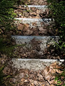 Bourgogne Franche Comte Travel Drucke: Tree leaves fallen on the steps of a staircase