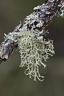 Plant Identification Guide Drucke: Tree lichen
