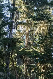 Travel Photography Canada Drucke: Tree lichen hanging on trees, Squamish