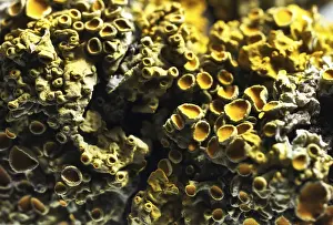 Daytime Outdoor Photography Drucke: Tree lichen, macro picture