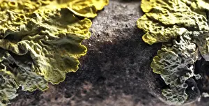 Close Up Nature Photos Drucke: Tree lichen, macro picture