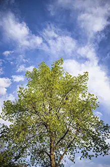 Lime Trees In Spring Drucke: Tree, lime tree, clouds, sky, spring