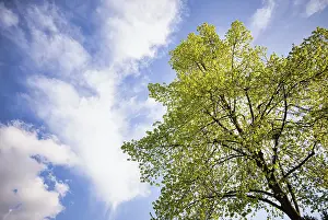 Springtime In Central Europe Drucke: Tree, lime tree, clouds, sky, spring