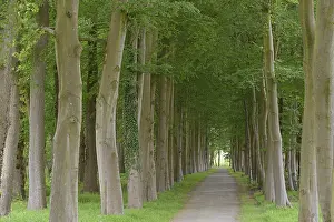 Gerahmter Druck : Baumreihenstraße, Laubbaum. Gerahmter Druck : Baumreihenstraße, Laubbaum.