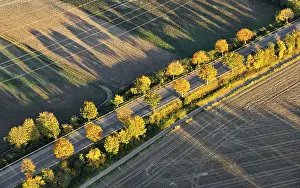 German Farmland Scenery Drucke: Tree-lined avenue and fields, Bornheim