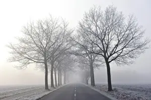 Backlit Tree Photo Drucke: Tree-lined avenue in mist