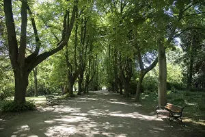 Rombergpark Dortmund Drucke: Tree-lined road, lime trees, Rombergpark