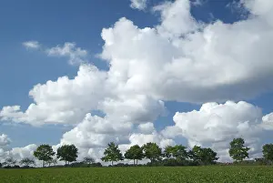 Fruit Tree Cultivation Drucke: Tree-lines up