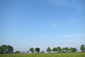 Cloudy Sky Drucke: Tree-lines up