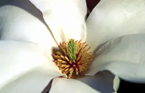 Colorful Flowers Drucke: Tree of magnolia in bloom