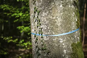 Central Europe Woodland Scene Drucke: Tree marked with a blue ribbon