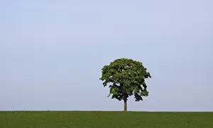 Daytime Meadow Scene Drucke: Tree on meadow