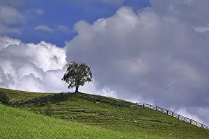 Solitary Tree Drucke: A tree in a meadow