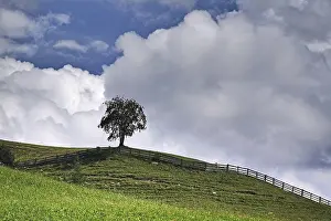 Uninhabited Grass Field Drucke: A tree in a meadow