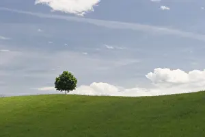 Canton Of Lucerne Scenery Drucke: Tree on a meadow, Lake Lucerne