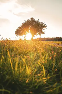 Southern Germany Sunset Drucke: A tree in a meadow at sunset with a harmonious atmosphere